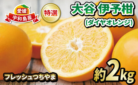 大谷 伊予柑 2kg 特選 フレッシュつちやま 先行予約 ダイヤ オレンジ おおたに いよかん 伊予かん 希少 果物 くだもの フルーツ 柑橘 みかん 蜜柑 愛媛みかん 愛媛蜜柑 愛媛ミカン 吉田みかん 宇和島みかん 産地直送 数量限定 国産 愛媛 宇和島 B012-096034