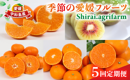 季節の 愛媛フルーツ 5回定期便 Shirai.agrifarm 定期便 B105-115011