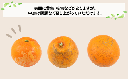 訳あり ブラッドオレンジ タロッコ 約5kg 玉津柑橘倶楽部 オレンジ B010-072047