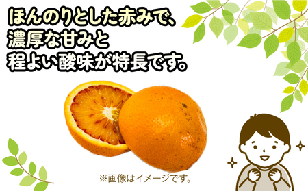 訳あり ブラッドオレンジ タロッコ 約5kg 玉津柑橘倶楽部 オレンジ B010-072047