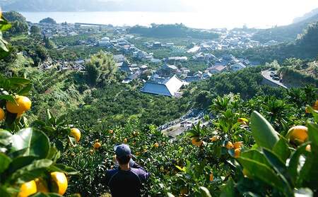 訳あり ブラッドオレンジ タロッコ 約5kg 玉津柑橘倶楽部 オレンジ B010-072047