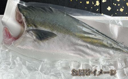 鰤 フィレ 約1.5kg 有限会社 アクアプラス 鰤 D020-090008