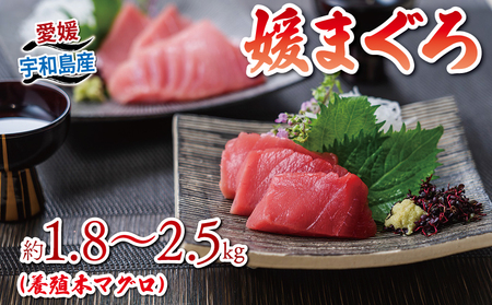 【2026年5月27日発送】 本マグロ ブロック 1.8～2.5kg 媛まぐろ ダイニチ D052-031002-260527