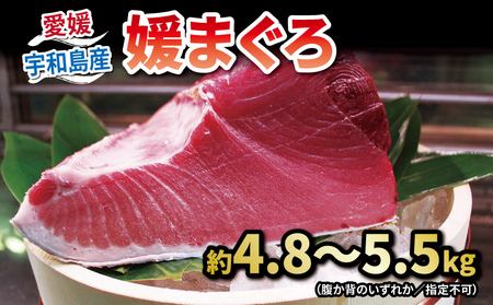 【2026年5月27日発送】 本マグロ ブロック 4.8～5.5kg 媛まぐろ ダイニチ D130-031003-260527