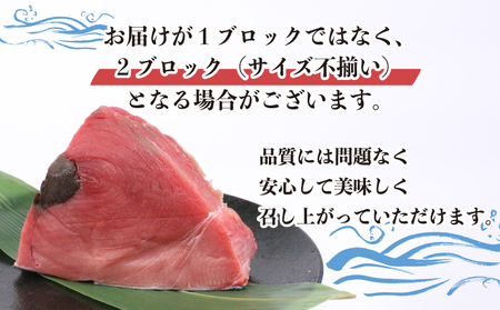 【2026年4月8日発送】 訳あり 本マグロ ブロック 450~600g 媛まぐろ ダイニチ 鮪 D011-031005-260408