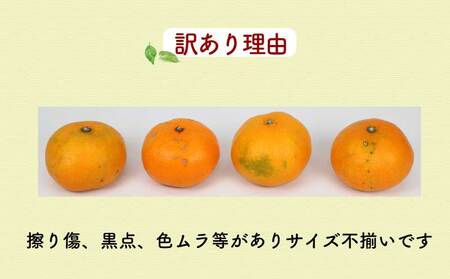 訳あり 愛媛みかん 10kg みかん