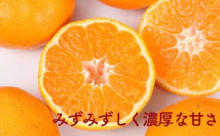 訳あり 愛媛みかん 10kg みかん