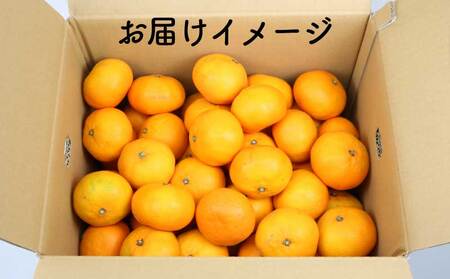 訳あり 愛媛みかん 10kg みかん