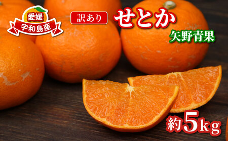 訳あり せとか 矢野青果 5kg せとか B010-171032
