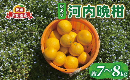 訳あり 河内晩柑 7 ～ 8 kg あかまつみかん 和製 グレープフルーツ 晩柑 かわちばんかん さっぱり 酸味 果物 くだもの フルーツ 柑橘 みかん mikan 蜜柑 愛媛蜜柑 愛媛みかん 農家直送 産地直送 数量限定 国産 愛媛 宇和島 B014-203001