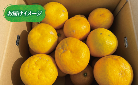 訳あり 河内晩柑 7 ～ 8 kg あかまつみかん 和製 グレープフルーツ 晩柑 かわちばんかん さっぱり 酸味 果物 くだもの フルーツ 柑橘 みかん mikan 蜜柑 愛媛蜜柑 愛媛みかん 農家直送 産地直送 数量限定 国産 愛媛 宇和島 B014-203001