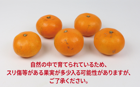 愛媛みかん 優品 早生温州 10kg JA 愛媛みかん B020-009001