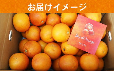 ブラッドオレンジ タロッコ 5kg JA オレンジ B020-009007