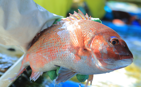 【刺身】海の幸セットA愛媛県漁業協同組合遊子支所刺身|D018-022001