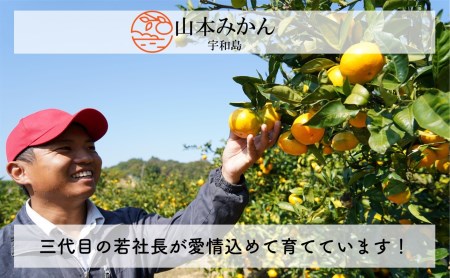 先行予約 愛媛みかん 南柑20号 10kg 家庭用 温州みかん 山本みかん 温州 みかん mikan 愛媛みかん 愛媛ミカン 愛媛蜜柑 蜜柑 果物 くだもの フルーツ 柑橘 産地直送 農家直送 数量限定 国産 愛媛 宇和島 B012-038001