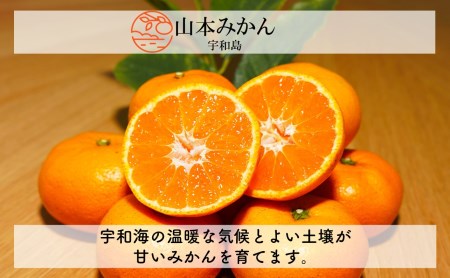 先行予約 愛媛みかん 南柑20号 10kg 家庭用 温州みかん 山本みかん 温州 みかん mikan 愛媛みかん 愛媛ミカン 愛媛蜜柑 蜜柑 果物 くだもの フルーツ 柑橘 産地直送 農家直送 数量限定 国産 愛媛 宇和島 B012-038001