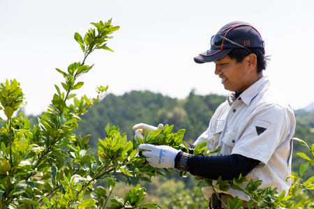 みかんジュース と ジュレ の 詰合せ みかんジュース 山本みかん 先行予約 みかんジュース みかんジュース みかんジュース ジュースジュースジュース H012-038006