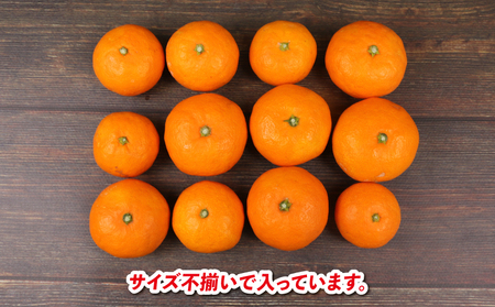 愛媛みかん 早生温州 9kg サイズ不揃い 家庭用 兵頭農園 先行予約 みかん mikan 愛媛ミカン 愛媛蜜柑 早生 温州 温州みかん 不揃い 果物 くだもの フルーツ 柑橘 蜜柑 産地直送 農家直送 数量限定 国産 愛媛県産 愛媛 宇和島 B012-055001