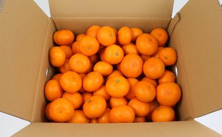 愛媛みかん 早生温州 9kg サイズ不揃い 家庭用 兵頭農園 先行予約 みかん mikan 愛媛ミカン 愛媛蜜柑 早生 温州 温州みかん 不揃い 果物 くだもの フルーツ 柑橘 蜜柑 産地直送 農家直送 数量限定 国産 愛媛県産 愛媛 宇和島 B012-055001