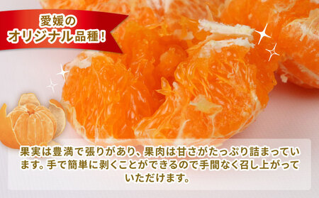 【甘平】高級柑橘2kg家庭用ハウス栽培ハマみかん甘平|B012-075002