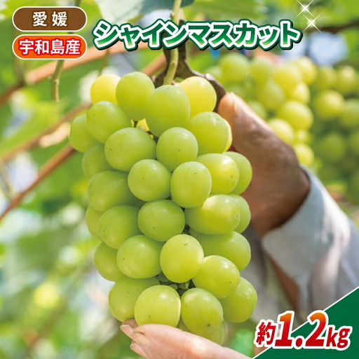 シャインマスカット 計 1.2kg 600g × 2房 南予ファーム ｼｬｲﾝﾏｽｶｯﾄｼｬｲﾝﾏｽｶｯﾄｼｬｲﾝﾏｽｶｯﾄ F020-082007