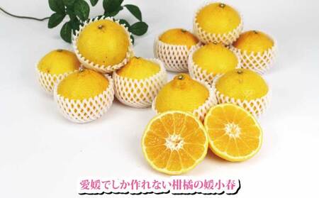 【果物】媛小春2kg特選フレッシュつちやま果物みかん蜜柑|B015-096003