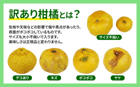 残りわずか‼♥️愛媛県産♥️媛小春♥️箱込み約4.5キロ 愛媛県産 媛小春（ひめこはる）