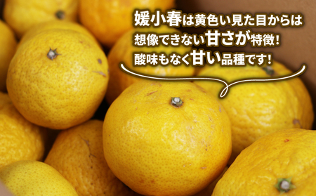訳あり 媛小春 3kg 先行予約 マル南フルーツ 柑橘柑橘柑橘柑橘