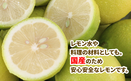 国産レモン 檸檬 レモン 訳あり グリーンレモン 5kg マル南 国産レモン 檸檬 レモン 訳あり グリーンレモン 5kg マル南