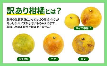 訳あり 河内晩柑 10kg 訳あり 河内晩柑 マル南フルーツ 訳あり 河内晩柑 訳あり 河内晩柑 B010-106025