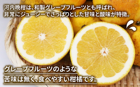 訳あり 河内晩柑 10kg 訳あり 河内晩柑 マル南フルーツ 訳あり 河内晩柑 訳あり 河内晩柑 B010-106025