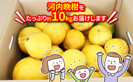 訳あり 河内晩柑 10kg 訳あり 河内晩柑 マル南フルーツ 訳あり 河内晩柑 訳あり 河内晩柑 B010-106025