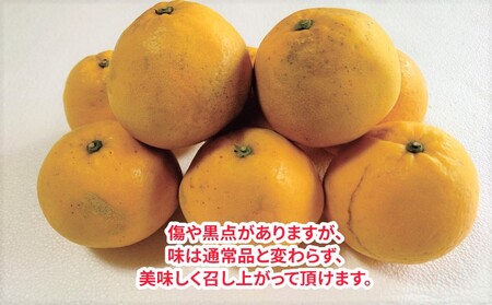 家庭用 河内晩柑 7.5kg 玉津柑橘倶楽部 柑橘 B010-072004