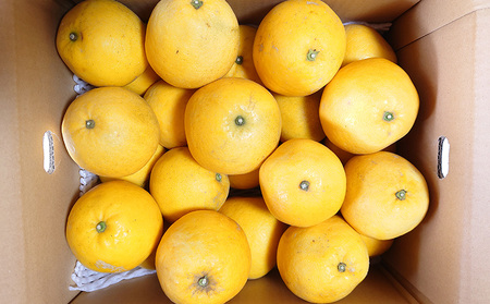 家庭用 河内晩柑 7.5kg 玉津柑橘倶楽部 柑橘 B010-072004