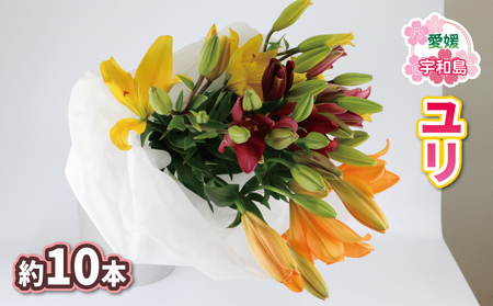 花束 ユリ 約10本 LA スカシユリ 百合 古岩園芸 花 花束 生花 切花