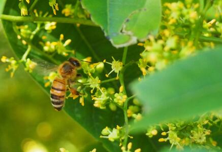 国産はちみつ 3個 セット 非加熱 宇和島農産 人気 百花蜜 はぜ蜜 無添加 蜂蜜 はちみつ 百花蜂蜜 蜂蜜 はちみつ 百花はちみつ 純粋はちみつ 生はちみつ 天然はちみつ 蜂蜜 はちみつ 天然蜂蜜 蜂蜜 はちみつ ハニー 蜂蜜 はちみつ 食べ比べ 蜂蜜 はちみつ ギフト 蜂蜜 はちみつ プレゼント 蜂蜜 はちみつ 贈答用 蜂蜜 はちみつ 産地直送 蜂蜜 はちみつ 国産 蜂蜜 はちみつ 愛媛 蜂蜜 はちみつ 宇和島 蜂蜜 はちみつ はちみつ はちみつ はちみつ はちみつ はちみつ F012-132001