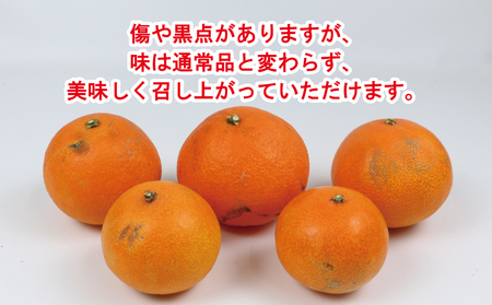 訳あり 愛果28号 5kg 家庭用 玉津柑橘倶楽部 愛媛みかん 愛媛蜜柑 愛媛ミカン 高級 ブランド 限定 品種 ゼリー プルプル 甘い 玉津 みかん mikan 予約受付 果物 フルーツ 柑橘 サイズ 不揃い 愛果 濃厚 甘味 蜜柑 産地直送 数量限定 国産 愛媛 愛媛県産 宇和島 B015-072026 愛媛みかん 愛媛みかん 愛媛みかん 愛媛みかん 愛媛みかん 愛媛みかん 愛媛みかん 愛媛みかん 愛媛みかん 愛媛みかん 愛媛みかん 愛媛みかん 愛媛みかん 愛媛みかん 愛媛みかん 愛媛みかん 愛媛みかん 愛媛みかん 愛媛みかん 愛媛みかん 愛媛みかん 愛媛みかん 愛媛みかん 愛媛みかん 愛媛みかん 愛媛みかん 愛媛みかん 愛媛みかん 愛媛みかん 愛媛みかん 愛媛みかん 愛媛みかん 愛媛みかん 愛媛みかん 愛媛みかん 愛媛みかん 愛媛みかん 愛媛みかん 愛媛みかん 愛媛みかん 愛媛みかん 愛媛みかん 愛媛みかん 愛媛みかん 愛媛みかん 愛媛みかん 愛媛みかん 愛媛みかん 愛媛みかん 愛媛みかん 愛媛みかん 愛媛みかん 愛媛みかん 愛媛みかん 愛媛みかん 愛媛みかん 愛媛みかん 愛媛みかん 愛媛みかん 愛媛みかん 愛媛みかん 愛媛みかん 愛媛みかん 愛媛みかん 愛媛みかん 愛媛みかん