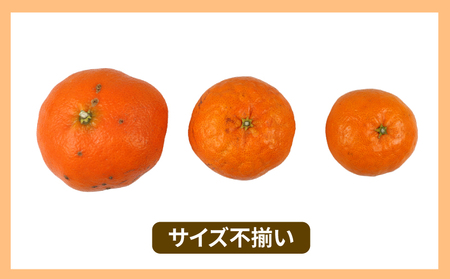 訳あり 甘平 5kg 玉津柑橘倶楽部 甘平 愛媛 宇和島 B015-072027