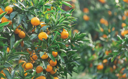 ストレートジュース 愛媛 の 柑橘ジュース 720ml × 2本 セット 温州みかん 壱果樹園 先行予約 みかんジュース みかん 蜜柑 mikan ジュース フルーツジュース 果汁 100% 飲料 柑橘 ギフト 贈答用 果物 くだもの フルーツ 先行予約 国産 愛媛 宇和島 H015-141001