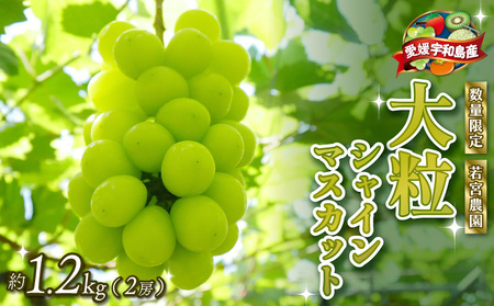 数量限定 大粒 種無し シャインマスカット 約1.2kg 2房 若宮農園 冷蔵便 期間限定 甘い マスカット ますかっと ぶどう ブドウ 葡萄 産地直送 農家直送 高級 人気 果物 くだもの フルーツ 贈答用 プレゼント 国産 愛媛 宇和島 F016-152001