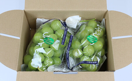 数量限定 大粒 種無し シャインマスカット 約1.2kg 2房 若宮農園 冷蔵便 期間限定 甘い マスカット ますかっと ぶどう ブドウ 葡萄 産地直送 農家直送 高級 人気 果物 くだもの フルーツ 贈答用 プレゼント 国産 愛媛 宇和島 F016-152001