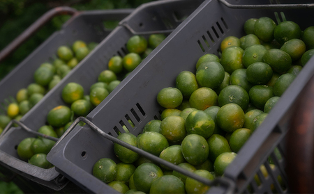 極早生 みかん 5kg コルレオファーム 温州みかん 温州 B010-145002