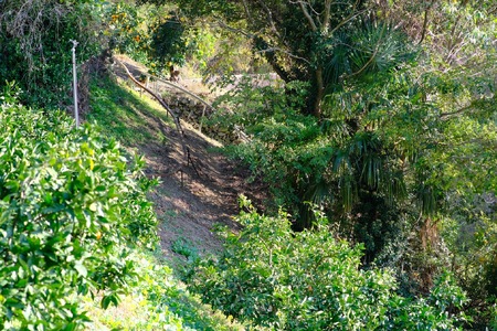 さわやか 河内晩柑 家庭用 7kg 河野農園 さわやか B010-147001