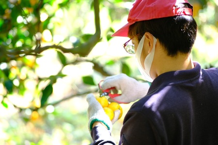 さわやか 河内晩柑 家庭用 7kg 河野農園 さわやか B010-147001