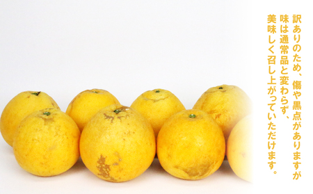 訳あり 河内晩柑 8.5kg 23～26玉 不揃い NBU 不揃い B012-058010