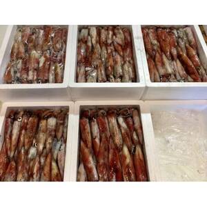 【冷凍便】八幡浜発!「白イカ(剣先イカ)」ドカーンと2kg!【F22-210】【配送不可地域：離島】【1043151】