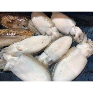 【冷凍便】八幡浜発!竹中水産の「墨イカ(甲いか又はモンゴ)」2kg!お刺身用【F22-221】【配送不可地域：離島】【1043155】