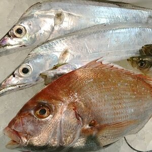 竹中水産の八幡浜発!「魚好きにはたまらない!鮮魚BOX」【F22-135】【配送不可地域：離島・北海道・沖縄県】【1043165】