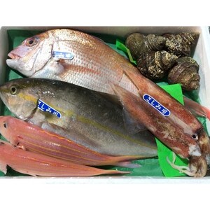 竹中水産の八幡浜発!「魚好きにはたまらない!鮮魚BOX」【F22-135】【配送不可地域：離島・北海道・沖縄県】【1043165】
