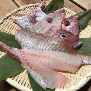 鯛三昧~八幡浜産・真鯛まるごとセット~【C14-8】【配送不可地域:離島】【1043986】